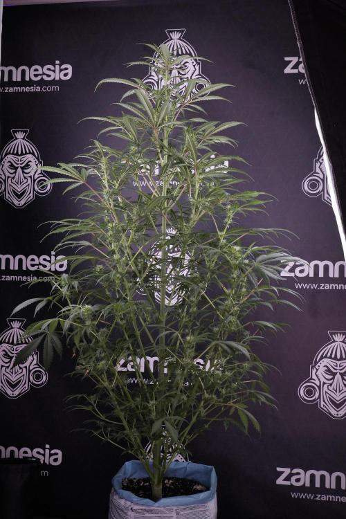 Skywalker OG Legends of the 12/12 Galaxy. Week 9 - Sky Walker OG 