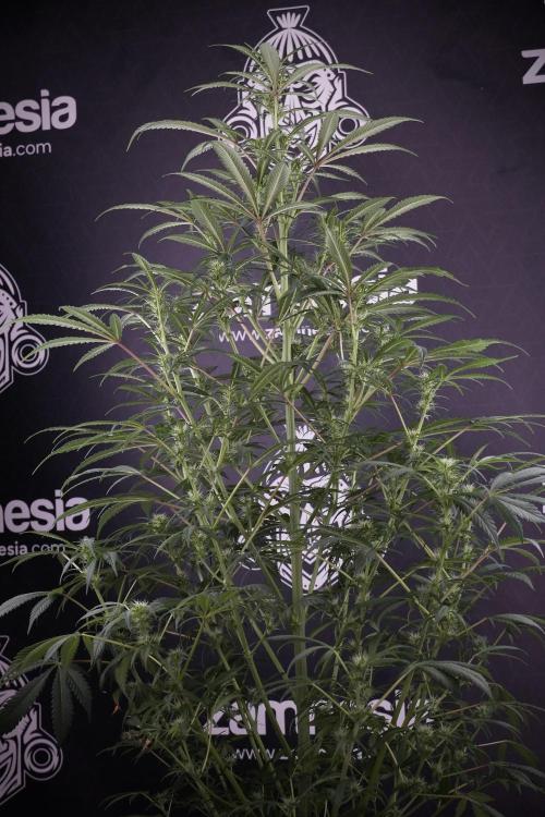 Skywalker OG Legends of the 12/12 Galaxy. Week 9 - Sky Walker OG 