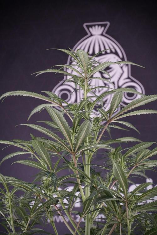 Skywalker OG Legends of the 12/12 Galaxy. Week 9 - Sky Walker OG 