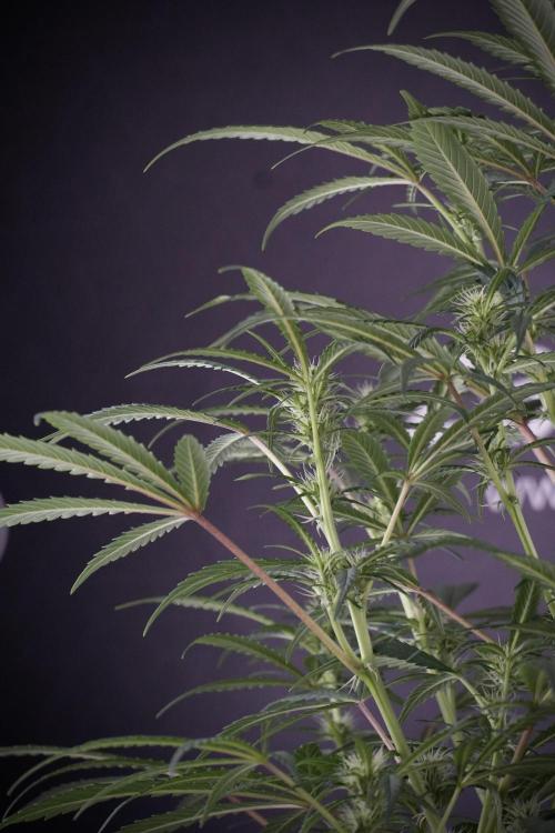 Skywalker OG Legends of the 12/12 Galaxy. Week 9 - Sky Walker OG 