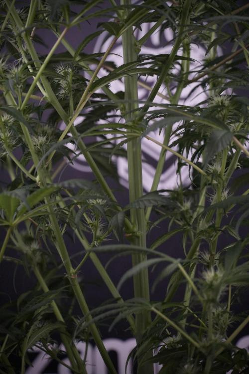 Skywalker OG Legends of the 12/12 Galaxy. Week 9 - Sky Walker OG 