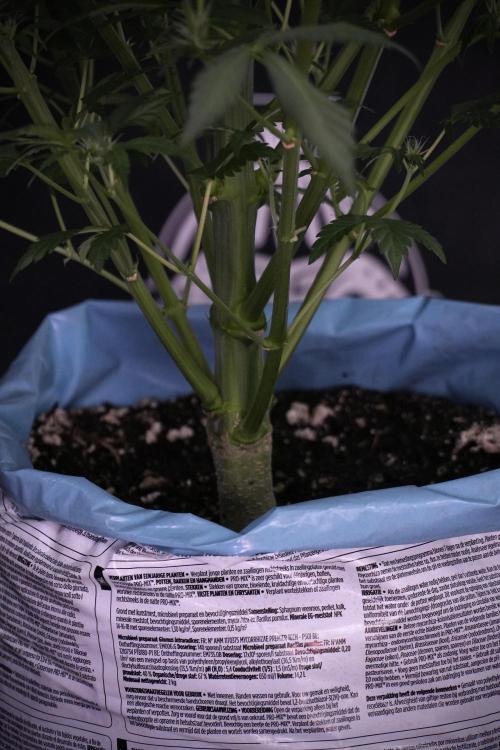 Skywalker OG Legends of the 12/12 Galaxy. Week 9 - Sky Walker OG 