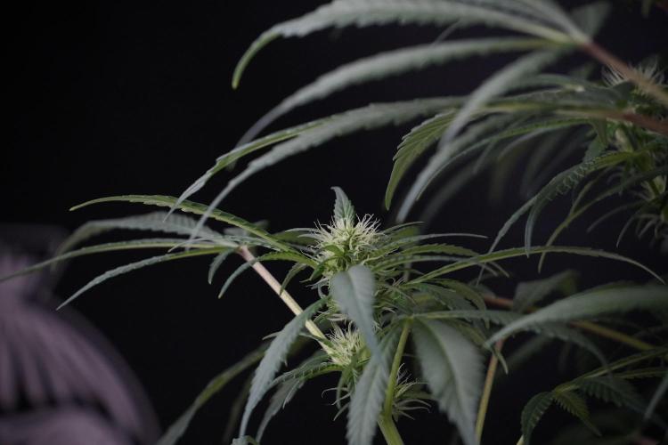 Skywalker OG Legends of the 12/12 Galaxy. Week 9 - Sky Walker OG 