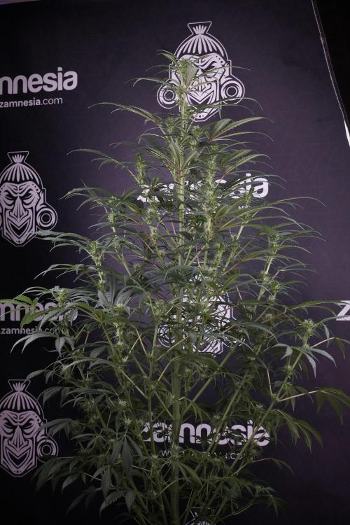 Skywalker OG Legends of the 12/12 Galaxy. Week 9 - Sky Walker OG 