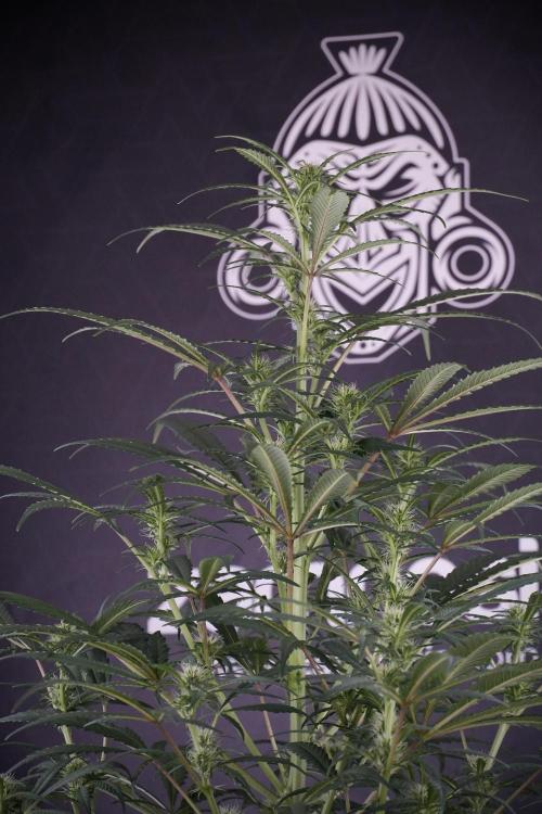 Skywalker OG Legends of the 12/12 Galaxy. Week 9 - Sky Walker OG 