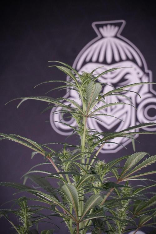 Skywalker OG Legends of the 12/12 Galaxy. Week 9 - Sky Walker OG 