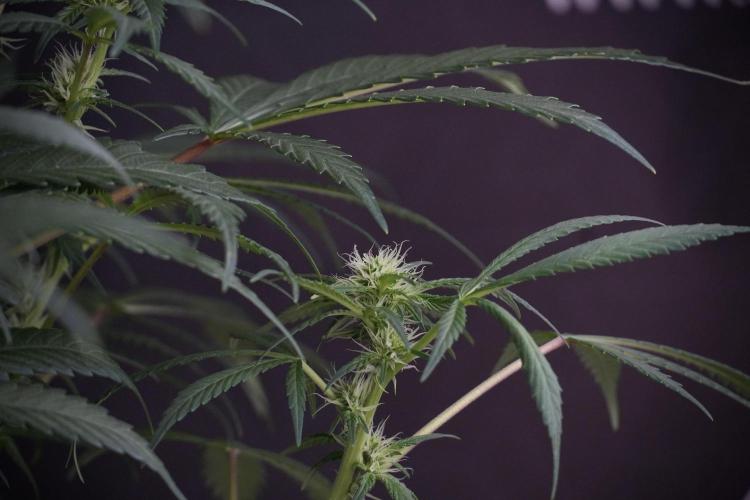 Skywalker OG Legends of the 12/12 Galaxy. Week 9 - Sky Walker OG 