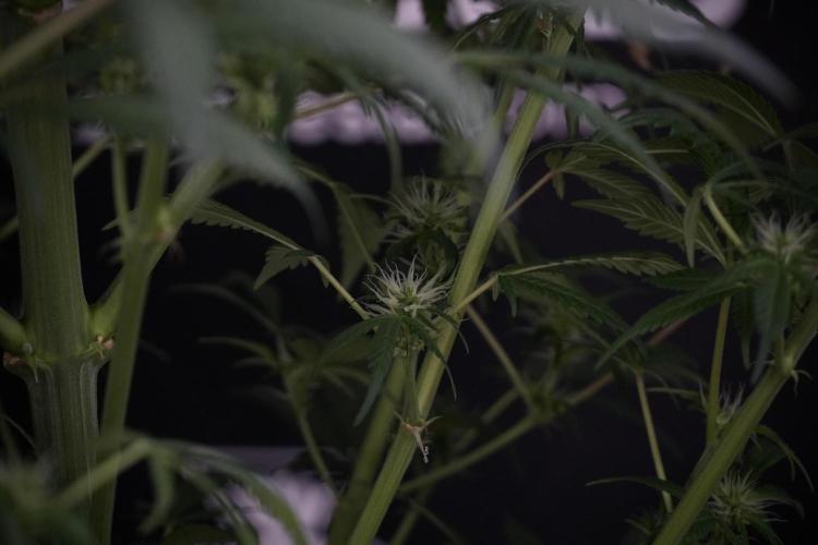 Skywalker OG Legends of the 12/12 Galaxy. Week 9 - Sky Walker OG 