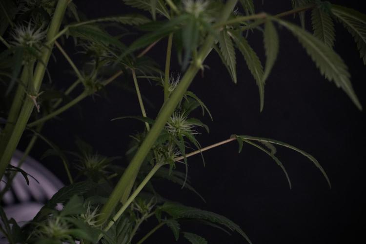 Skywalker OG Legends of the 12/12 Galaxy. Week 9 - Sky Walker OG 