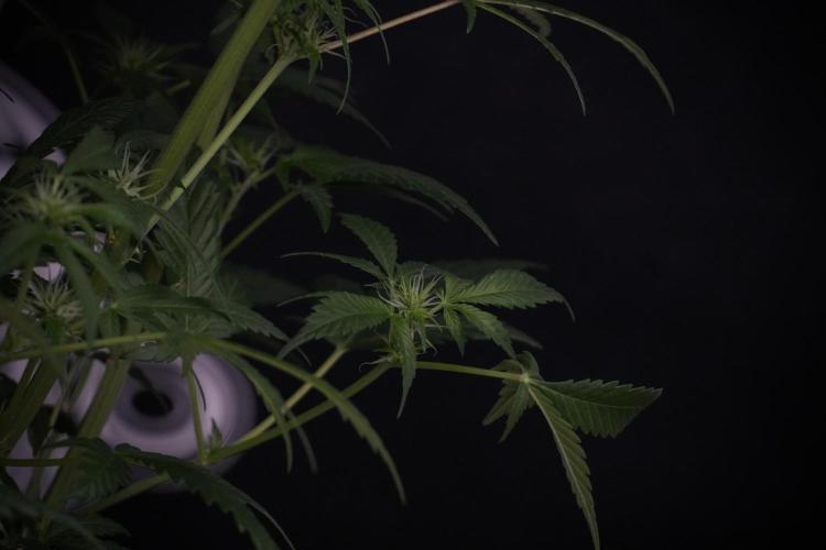 Skywalker OG Legends of the 12/12 Galaxy. Week 9 - Sky Walker OG 