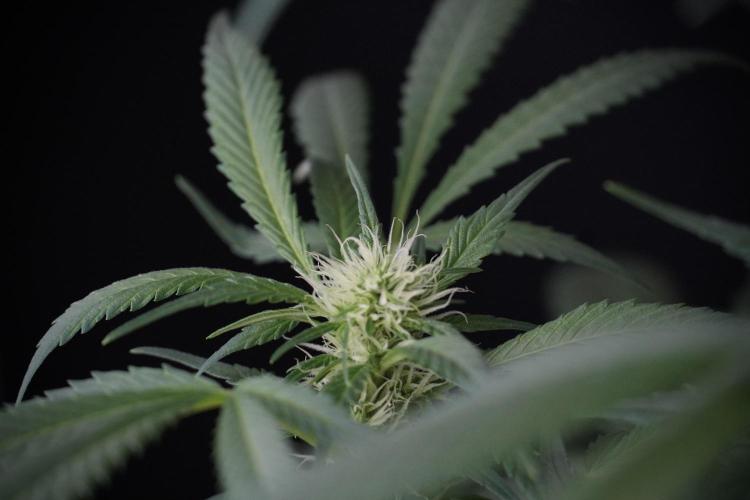Skywalker OG Legends of the 12/12 Galaxy. Week 9 - Sky Walker OG 