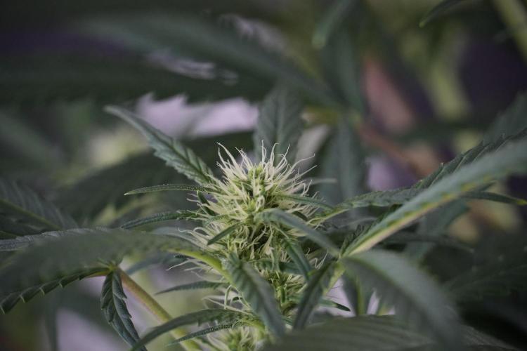 Skywalker OG Legends of the 12/12 Galaxy. Week 9 - Sky Walker OG 