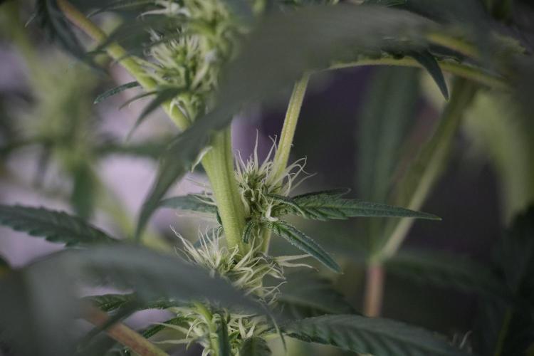 Skywalker OG Legends of the 12/12 Galaxy. Week 9 - Sky Walker OG 