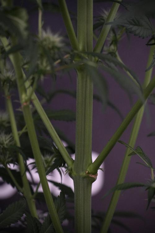 Skywalker OG Legends of the 12/12 Galaxy. Week 9 - Sky Walker OG 