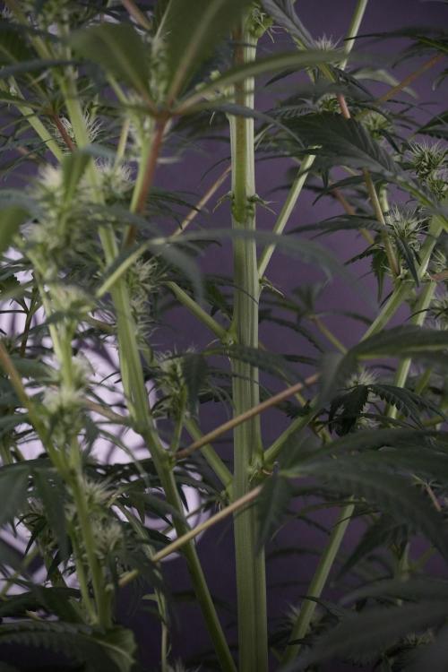 Skywalker OG Legends of the 12/12 Galaxy. Week 9 - Sky Walker OG 