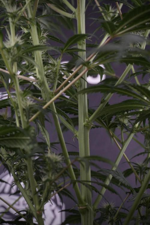 Skywalker OG Legends of the 12/12 Galaxy. Week 9 - Sky Walker OG 