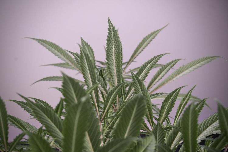 Skywalker OG Legends of the 12/12 Galaxy. Week 9 - Sky Walker OG 