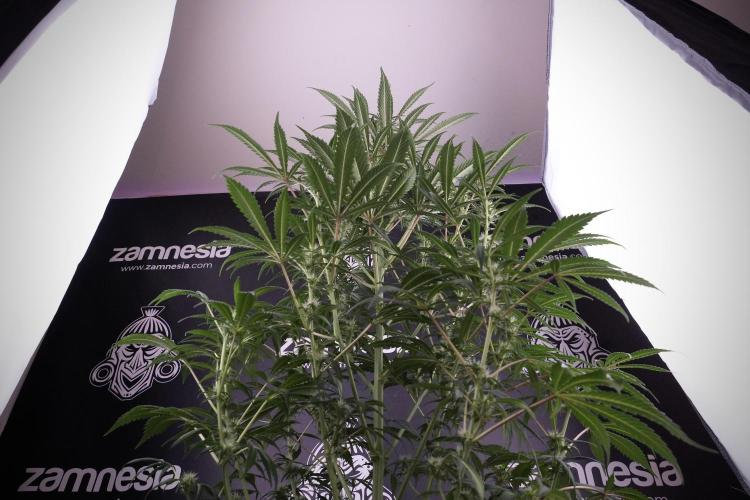 Skywalker OG Legends of the 12/12 Galaxy. Week 9 - Sky Walker OG 