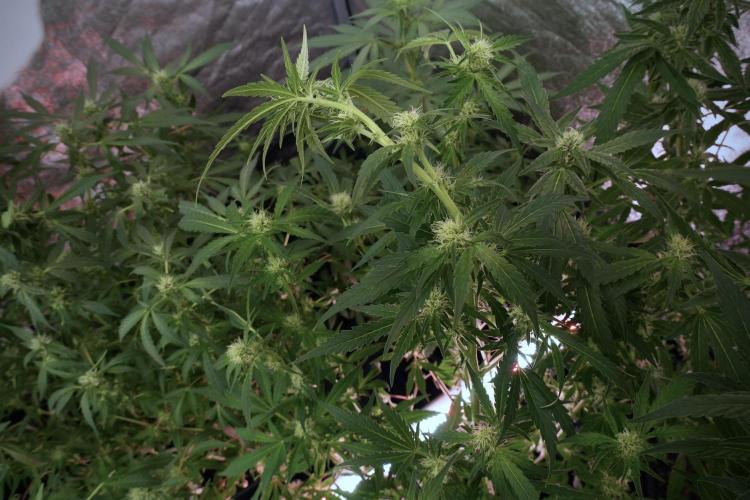 Skywalker OG Legends of the 12/12 Galaxy. Week 9 - Sky Walker OG 