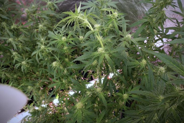 Skywalker OG Legends of the 12/12 Galaxy. Week 9 - Sky Walker OG 