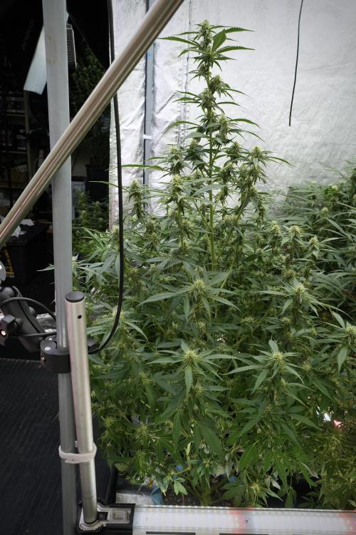 Skywalker OG Legends of the 12/12 Galaxy. Week 9 - The other Sky Walker OG 