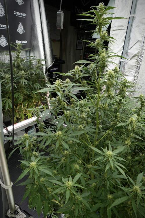 Skywalker OG Legends of the 12/12 Galaxy. Week 9 - The other Sky Walker OG 