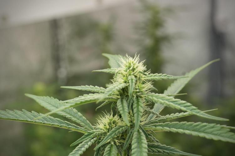 Skywalker OG Legends of the 12/12 Galaxy. Week 9 - The other Sky Walker OG 