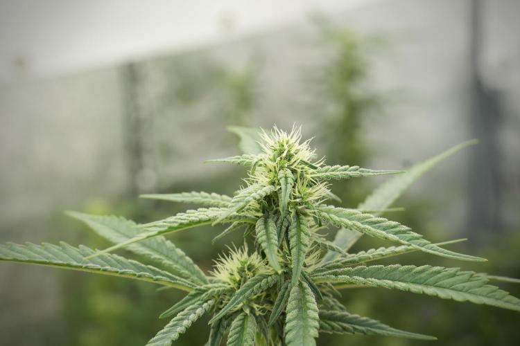 Skywalker OG Legends of the 12/12 Galaxy. Week 9 - The other Sky Walker OG 
