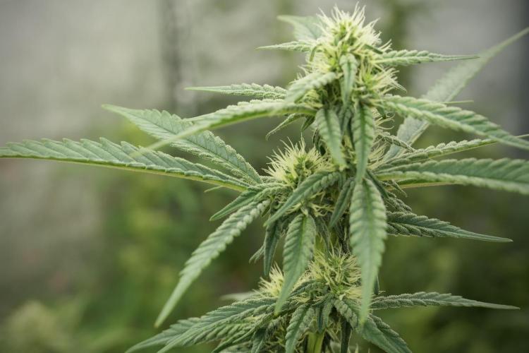 Skywalker OG Legends of the 12/12 Galaxy. Week 9 - The other Sky Walker OG 