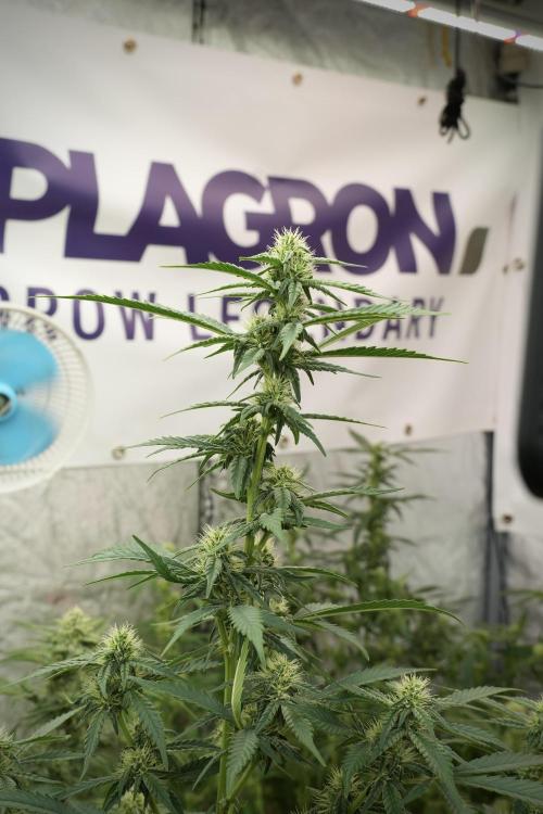 Skywalker OG Legends of the 12/12 Galaxy. Week 9 - The other Sky Walker OG 
