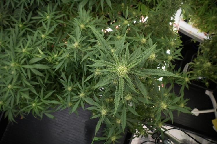 Skywalker OG Legends of the 12/12 Galaxy. Week 9 - The other Sky Walker OG 