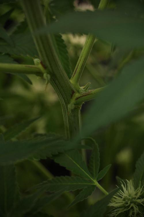 Skywalker OG Legends of the 12/12 Galaxy. Week 9 - The other Sky Walker OG 