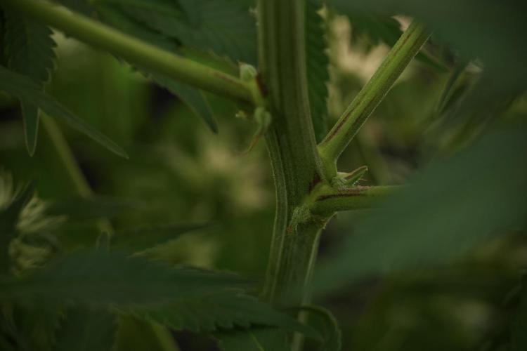 Skywalker OG Legends of the 12/12 Galaxy. Week 9 - The other Sky Walker OG 