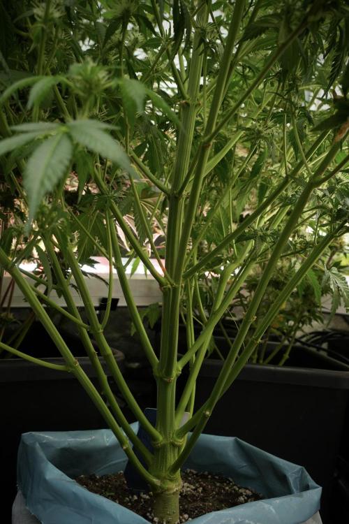 Skywalker OG Legends of the 12/12 Galaxy. Week 9 - The other Sky Walker OG 