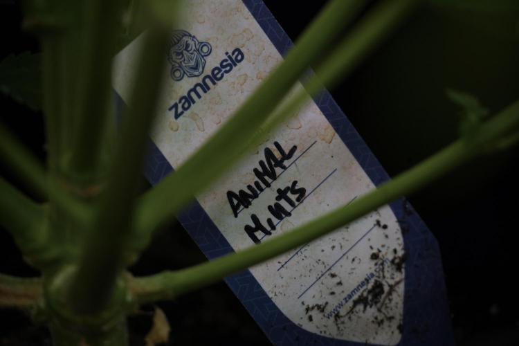 Animal Mints-Legends of the Frozen North. Week 9 - Animal Mints Plant B — 2 weeks veg before 12/12