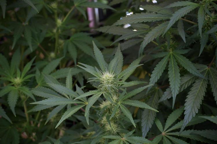 Animal Mints-Legends of the Frozen North. Week 9 - Animal Mints Plant B — 2 weeks veg before 12/12