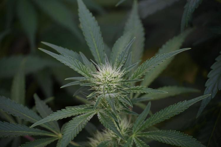 Animal Mints-Legends of the Frozen North. Week 9 - Animal Mints Plant B — 2 weeks veg before 12/12