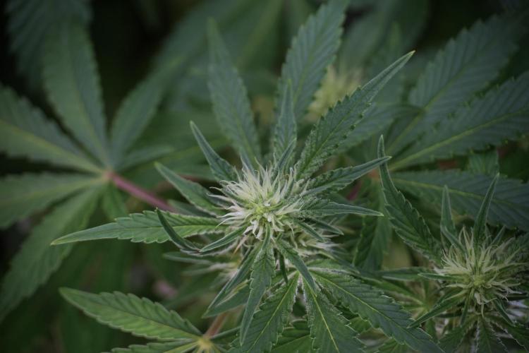 Animal Mints-Legends of the Frozen North. Week 9 - Animal Mints Plant B — 2 weeks veg before 12/12