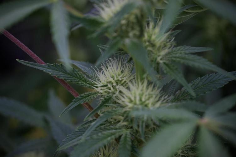 Animal Mints-Legends of the Frozen North. Week 9 - Animal Mints Plant B — 2 weeks veg before 12/12