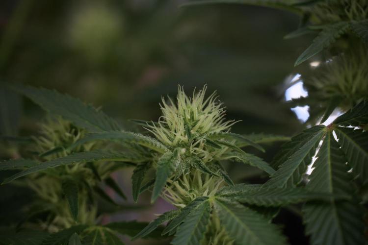 Animal Mints-Legends of the Frozen North. Week 9 - Animal Mints Plant B — 2 weeks veg before 12/12