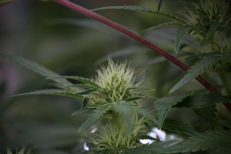 Animal Mints-Legends of the Frozen North. Week 9 - Animal Mints Plant B — 2 weeks veg before 12/12