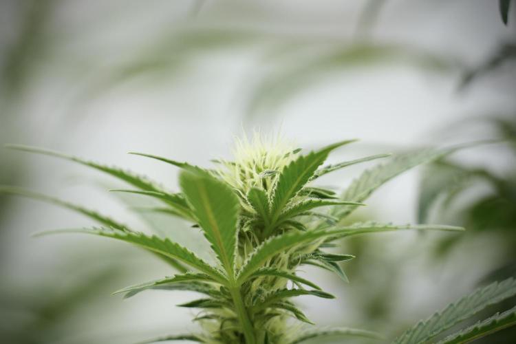 Animal Mints-Legends of the Frozen North. Week 9 - Animal Mints Plant B — 2 weeks veg before 12/12