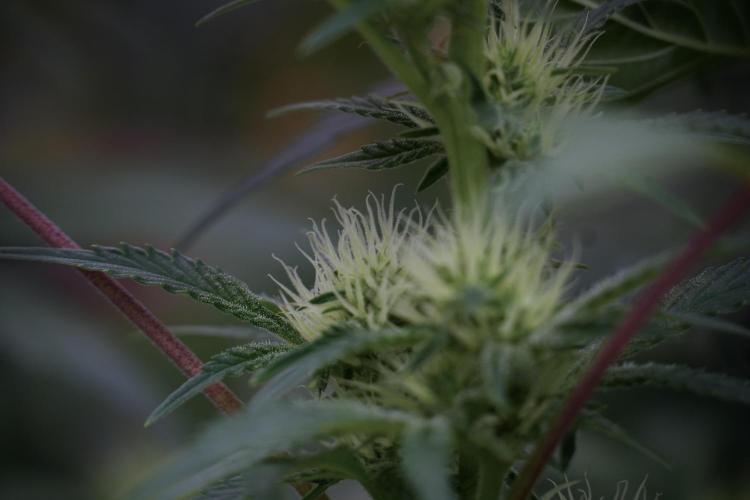 Animal Mints-Legends of the Frozen North. Week 9 - Animal Mints Plant B — 2 weeks veg before 12/12