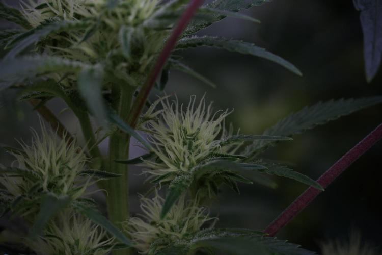 Animal Mints-Legends of the Frozen North. Week 9 - Animal Mints Plant B — 2 weeks veg before 12/12