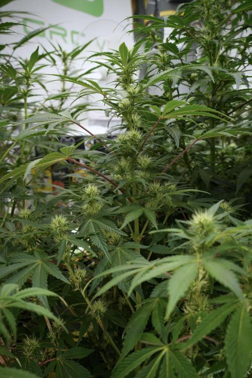 Animal Mints-Legends of the Frozen North. Week 9 - Animal Mints Plant B — 2 weeks veg before 12/12