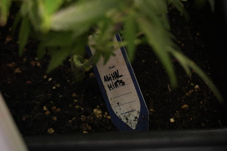 Animal Mints-Legends of the Frozen North. Week 9 - Animal Mints Plant B — 2 weeks veg before 12/12