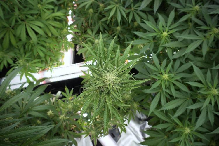 Animal Mints-Legends of the Frozen North. Week 9 - Animal Mints Plant B — 2 weeks veg before 12/12
