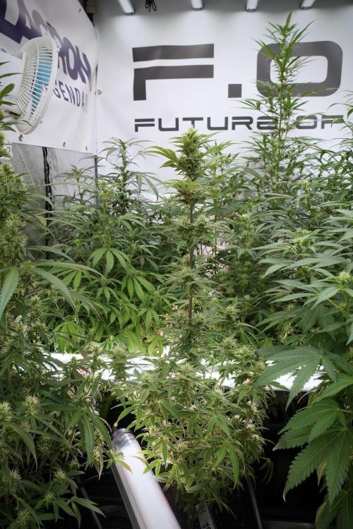 Animal Mints-Legends of the Frozen North. Week 9 - Animal Mints Plant B — 2 weeks veg before 12/12