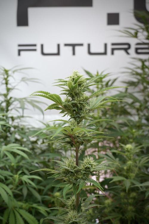 Animal Mints-Legends of the Frozen North. Week 9 - Animal Mints Plant B — 2 weeks veg before 12/12