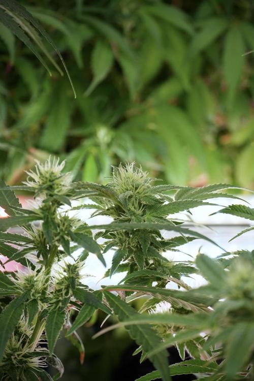 Animal Mints-Legends of the Frozen North. Week 9 - Animal Mints Plant B — 2 weeks veg before 12/12